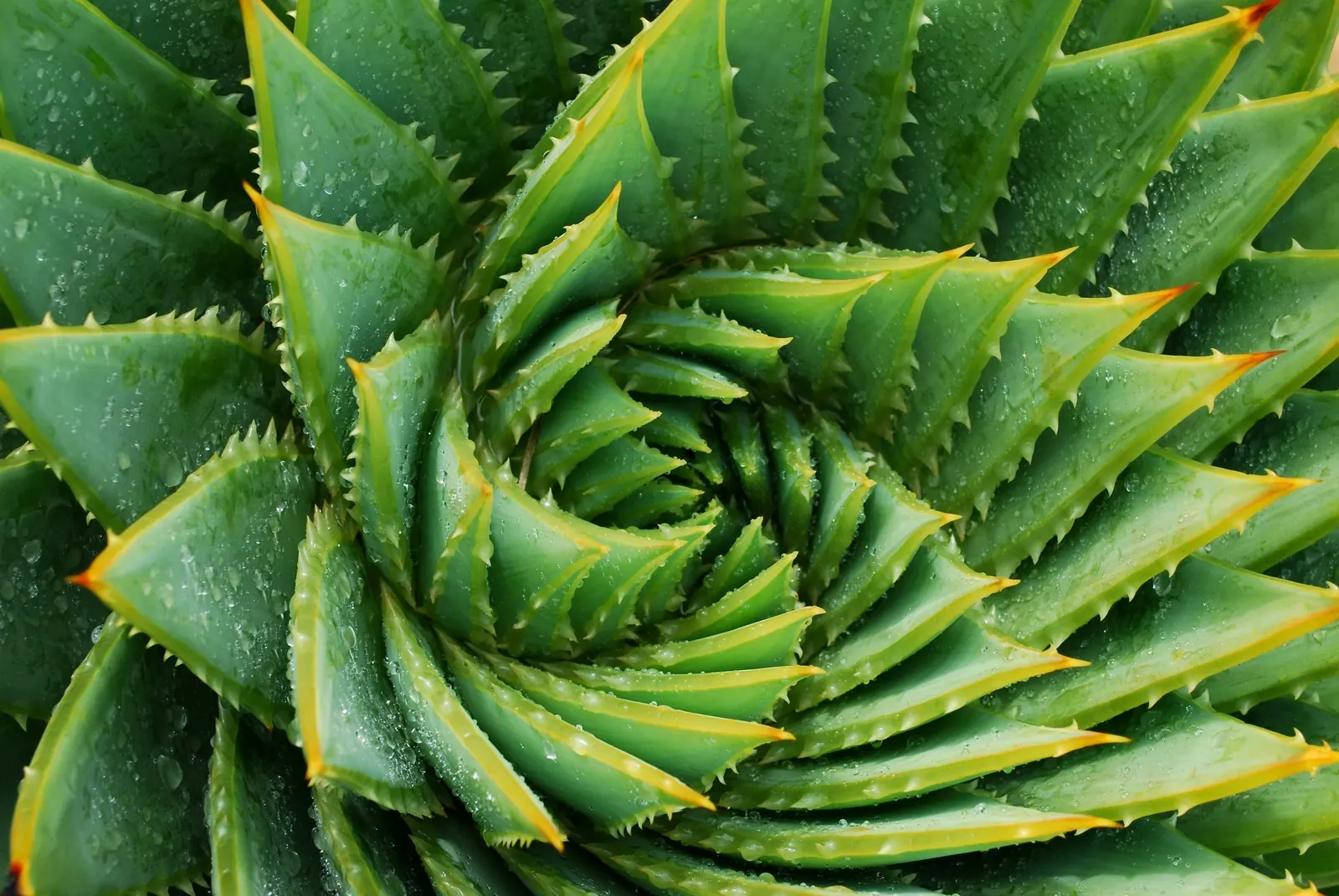 Close-up van een groene aloëplant met bladeren in een spiraalvorm